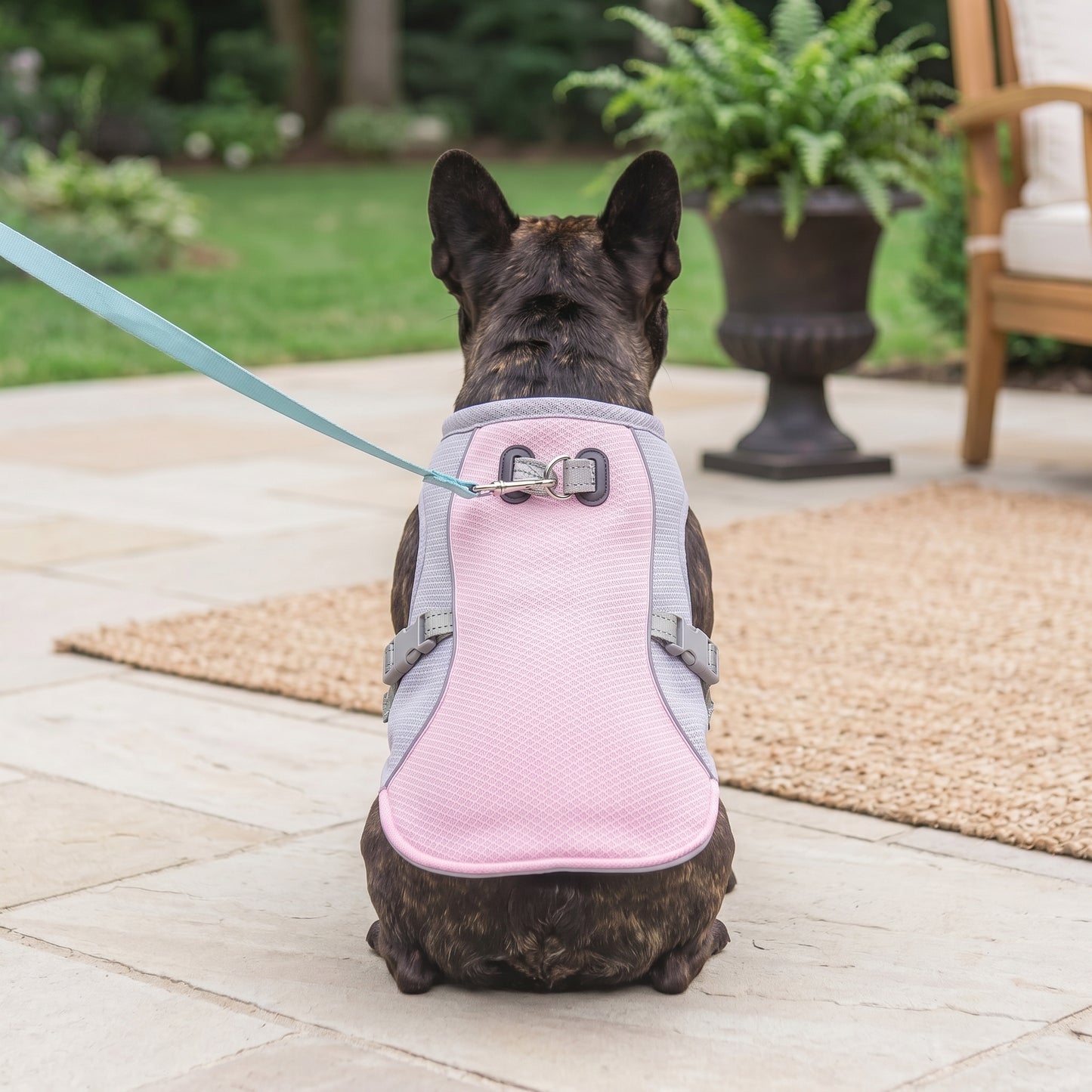 Back view of a dark brindle French Bulldog sitting on a stone patio, wearing a pink and grey dog vest with a light blue leash attached to the D-ring.