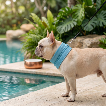 Arctic Chill blue dog cooling bandana scarf with built-in leash attachment ring, worn by a French bulldog next to a pool.