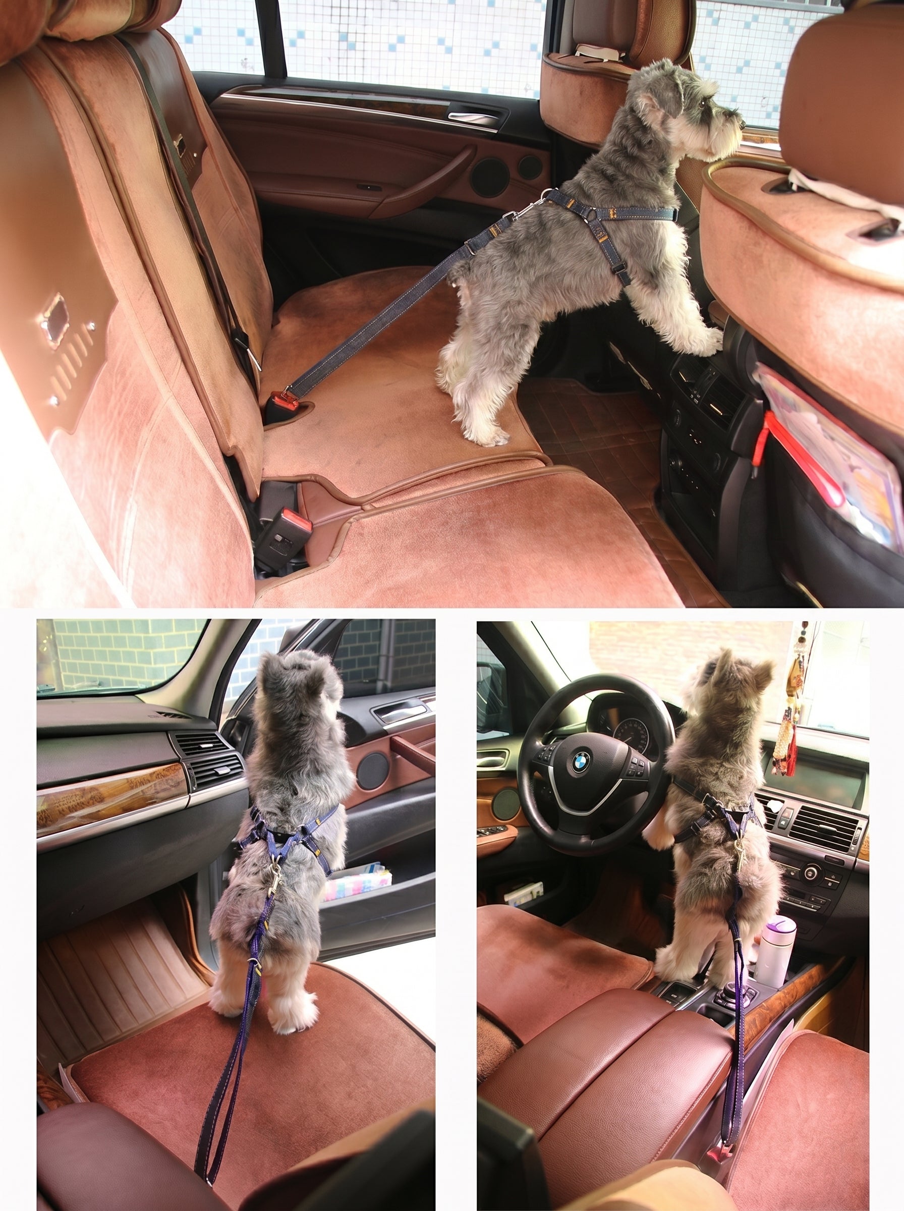 Three-panel image showing a small dog using the Nordic Safe-Travel cowboy denim seat belt in a car, highlighting safety and adjustment.